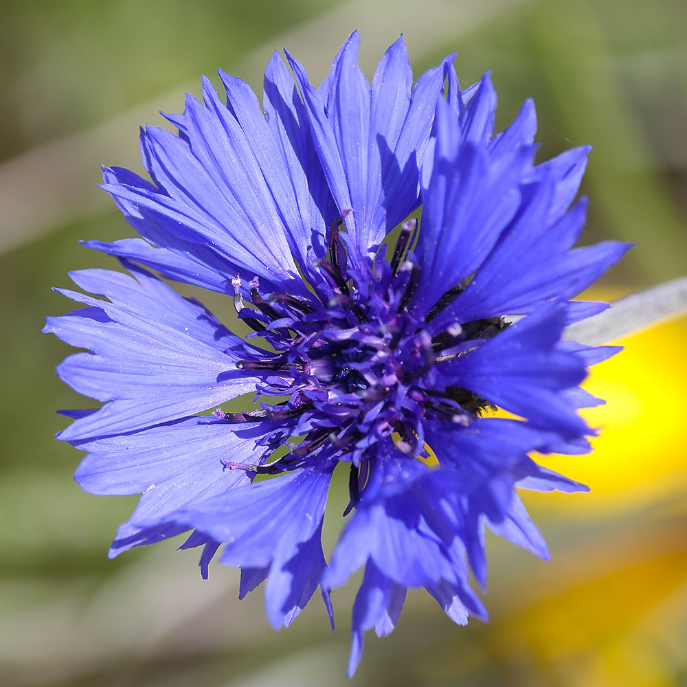 Cornflower